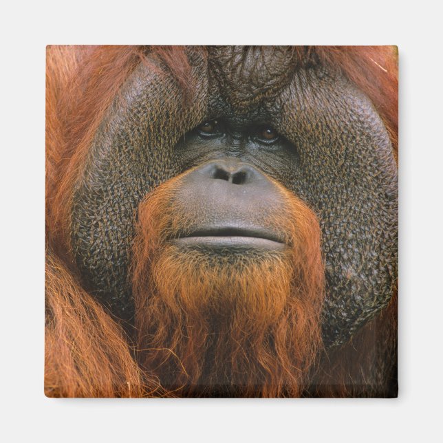 Porträtt av orangutang manlig, Georgia, USA Magnet (Framsidan)