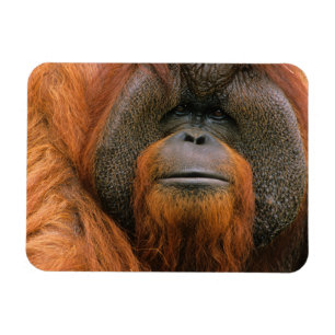 Porträtt av orangutang manlig, Georgia, USA Magnet
