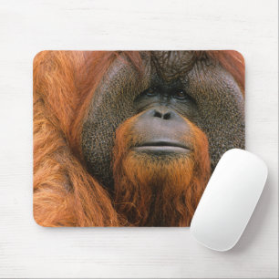 Porträtt av orangutang manlig, Georgia, USA Musmatta