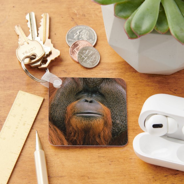 Porträtt av orangutang manlig, Georgia, USA Nyckelring (Skrivbord)