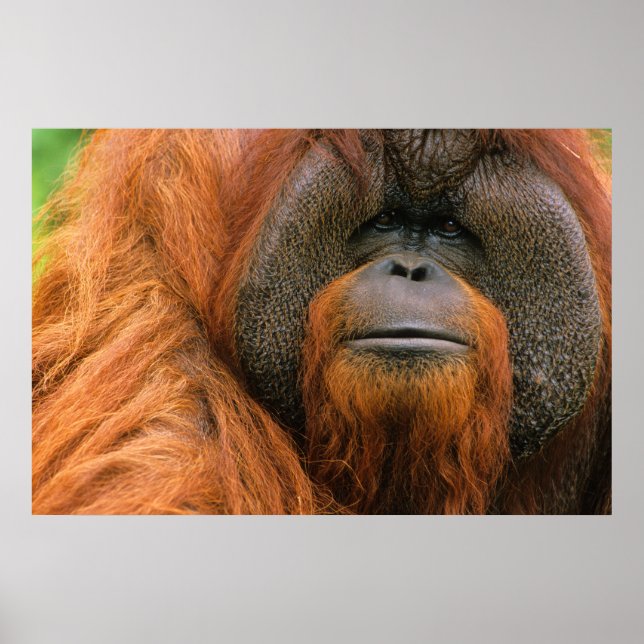 Porträtt av orangutang manlig, Georgia, USA Poster (Framsidan)