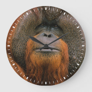 Porträtt av orangutang manlig, Georgia, USA Stor Klocka