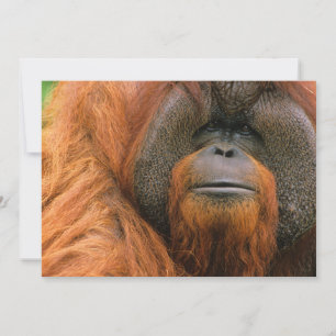 Porträtt av orangutang manlig, Georgia, USA Tack Kort