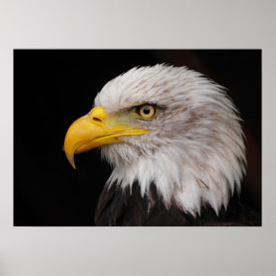 Porträtt av örn poster