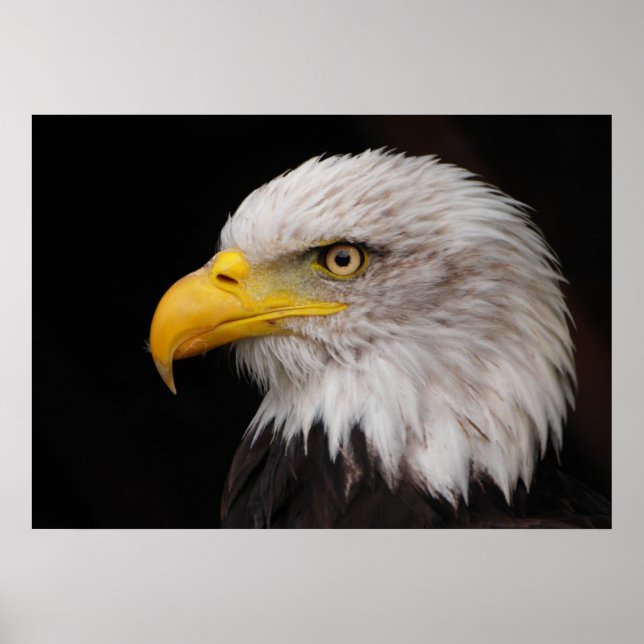 Porträtt av örn poster (Framsidan)