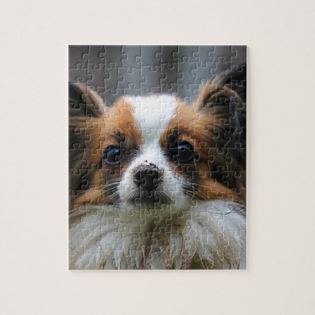 Porträtt av renrasig Papillon hund Pussel (Vertikal)