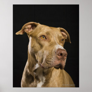 Porträtt av röd näspitbull med svart poster