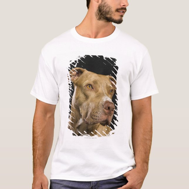 Porträtt av röd näspitbull med svart tee shirt (Framsida)