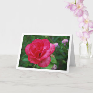 Porträtt av rosa rosblomma kort