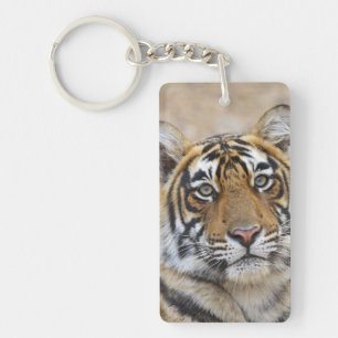 Porträtt av Royal Bengal Tiger, Ranthambhor