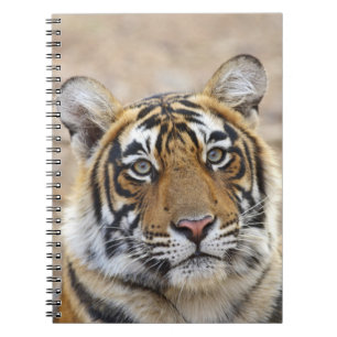 Porträtt av Royal Bengal Tiger, Ranthambhor Anteckningsbok