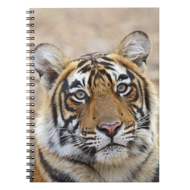 Porträtt av Royal Bengal Tiger, Ranthambhor Anteckningsbok (Framsidan)