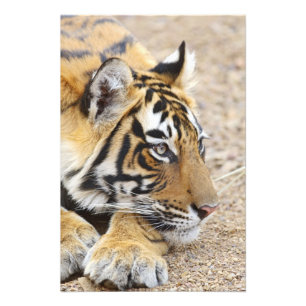 Porträtt av Royal Bengal Tiger, Ranthambhor Fototryck