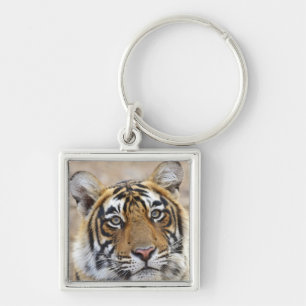 Porträtt av Royal Bengal Tiger, Ranthambhor Fyrkantig Silverfärgad Nyckelring