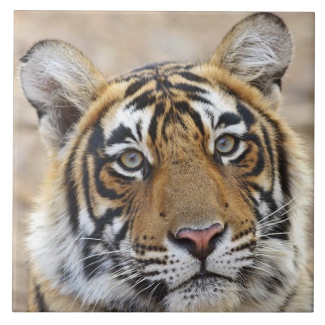 Porträtt av Royal Bengal Tiger, Ranthambhor Kakelplatta (Framsidan)