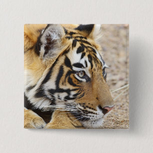 Porträtt av Royal Bengal Tiger, Ranthambhor Knapp