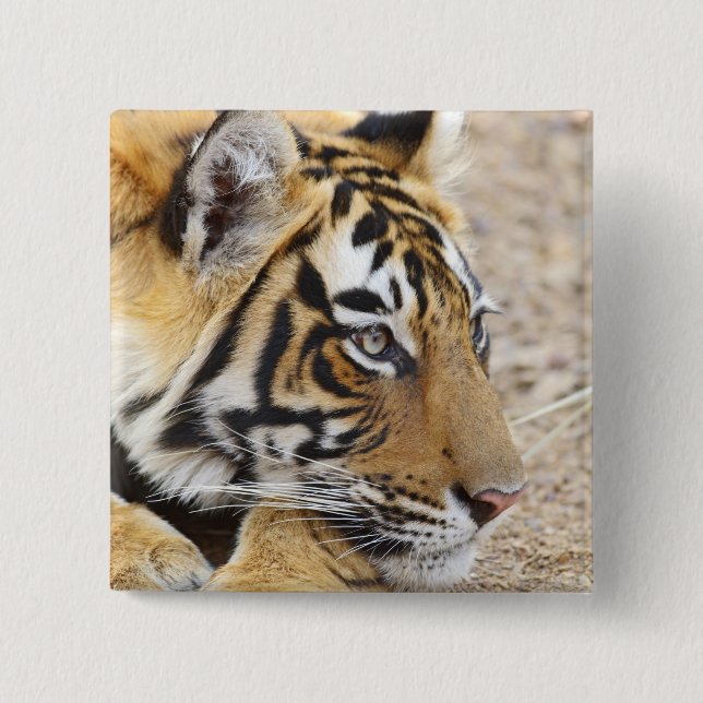 Porträtt av Royal Bengal Tiger, Ranthambhor Knapp (Framsida)