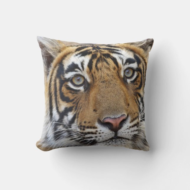 Porträtt av Royal Bengal Tiger, Ranthambhor Kudde (Framsida)