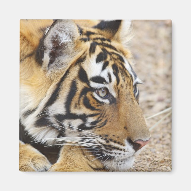 Porträtt av Royal Bengal Tiger, Ranthambhor Magnet (Framsidan)