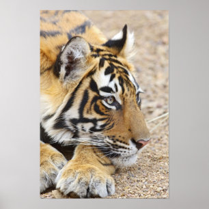 Porträtt av Royal Bengal Tiger, Ranthambhor Poster