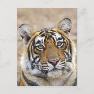 Porträtt av Royal Bengal Tiger, Ranthambhor Vykort