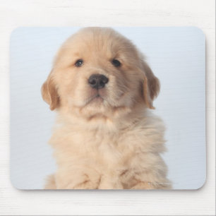 Porträtt av sex gammala guld- retrieverpuppy. fö musmatta