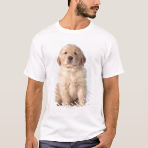 Porträtt av sex gammala guld- retrieverpuppy. fö tee