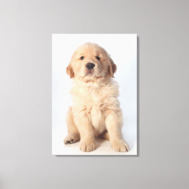 Porträtt av sex veckors gammal guldkopieringsvalp. canvastryck (Framsida)