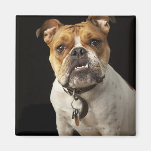 Porträtt av solbränna- och vitbulldoggen med magnet