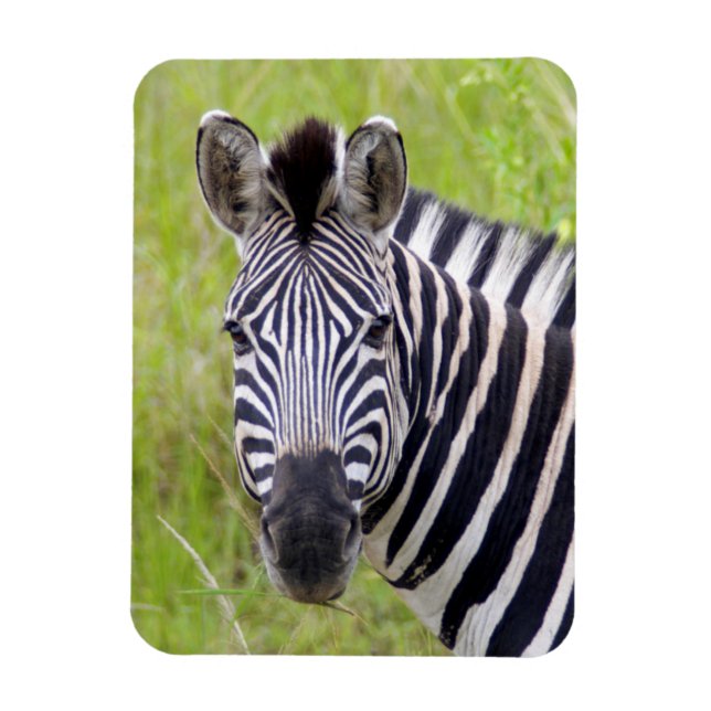 Porträtt av stäppzebra, Hluhluwe-Umfolozi Game Magnet (Vertikal)