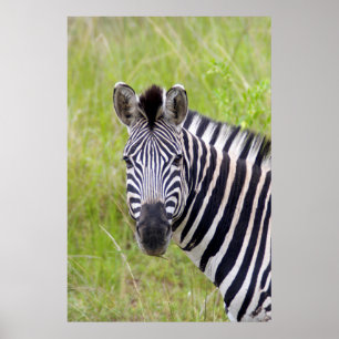 Porträtt av stäppzebra, Hluhluwe-Umfolozi Game Poster