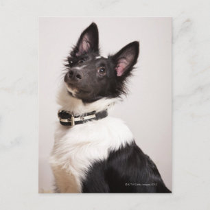 Porträtt av svart och vit får och hund från shetla vykort