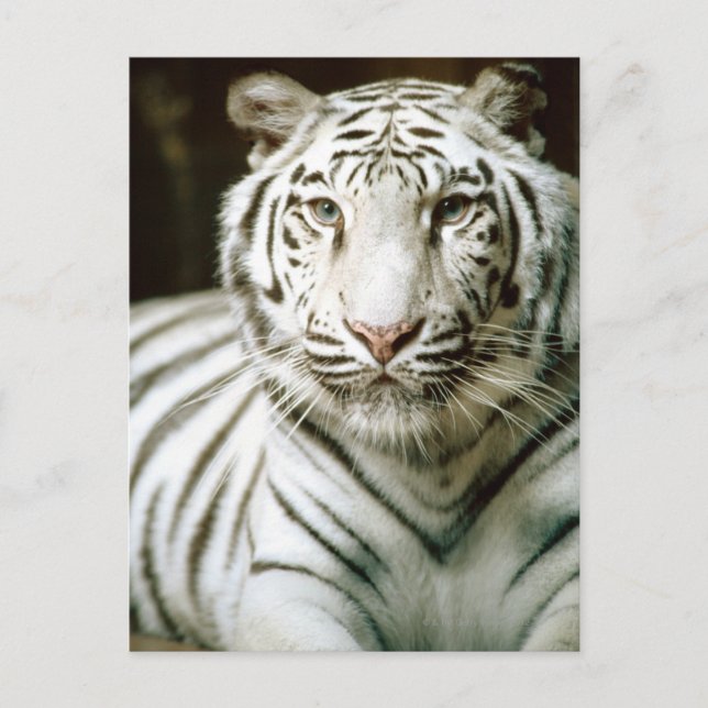 Porträtt av tiger vykort (Framsida)