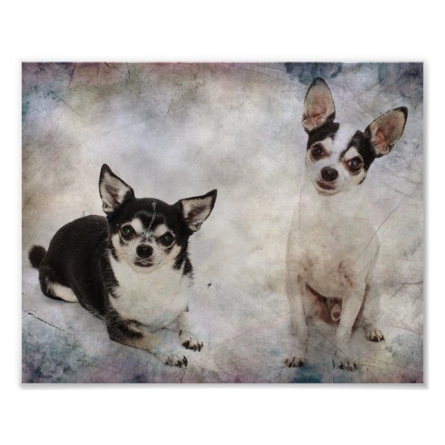 Porträtt av två chihuahuas fototryck (Framsidan)
