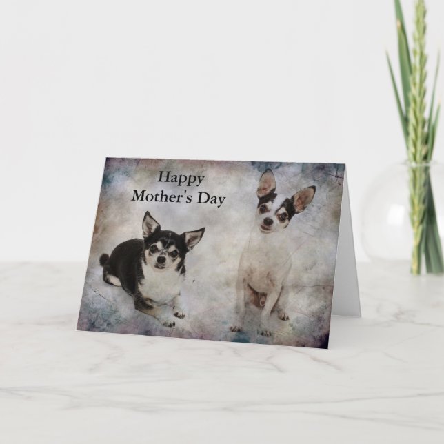 Porträtt av två chihuahuas kort (Framsida)