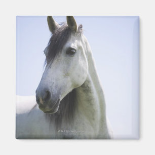 porträtt av vithästen magnet