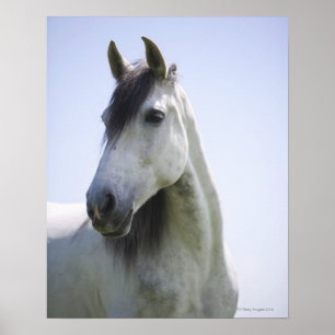 porträtt av vithästen poster