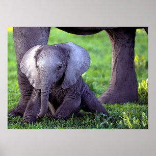 Porträtt elefant Baby Poster Skriv ut