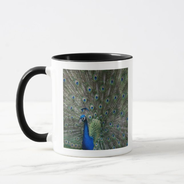porträtt fjädrar som är färgrika, påfågel, mugg (Vänster)