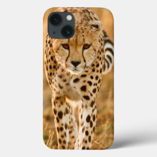 Porträtt för Cheetah (Acinonyx Jubatus), Maasai