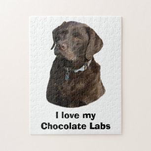 Porträtt för foto för chokladLabrador hund Pussel