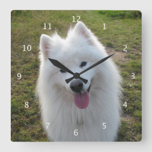 Porträtt för foto för Samoyedhund härligt Fyrkantig Klocka