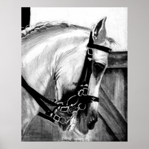 Porträtt för Lusitano Dressagehäst Poster