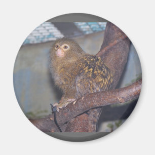 Porträtt för PygmyMarmoset Magnet