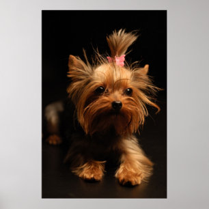 Porträtt för Yorkshire Terrier Poster