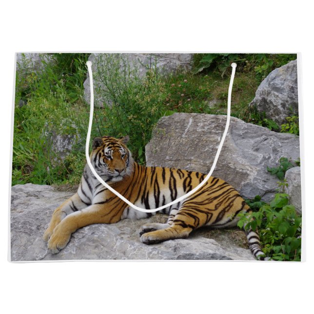 Porträtt-foto av en sibiisk tiger (Framsidan)