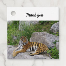 Porträtt-foto av en sibiisk tiger