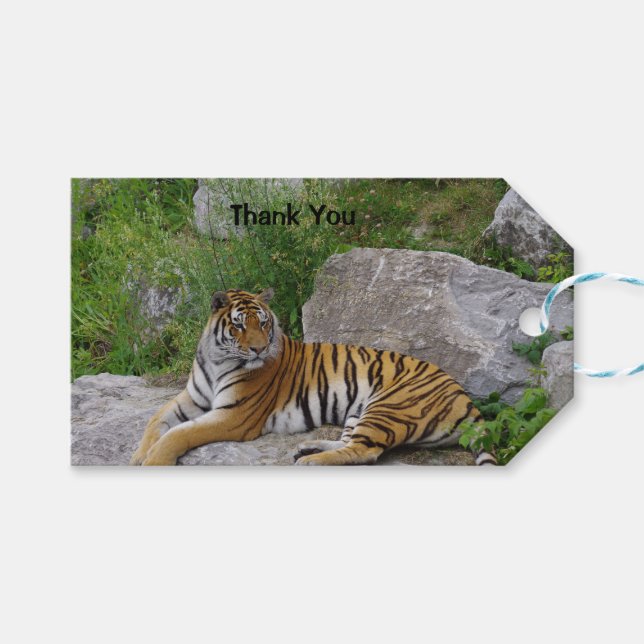 Porträtt-foto av en sibiisk tiger presentetikett (Framsidan (Horisontell))