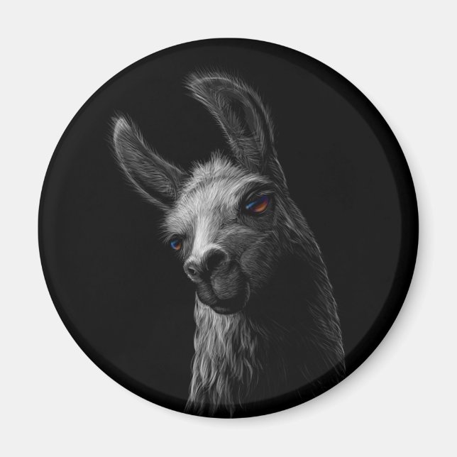 Porträtt Head Cute Llama med svart bakgrund Magnet (Framsidan)