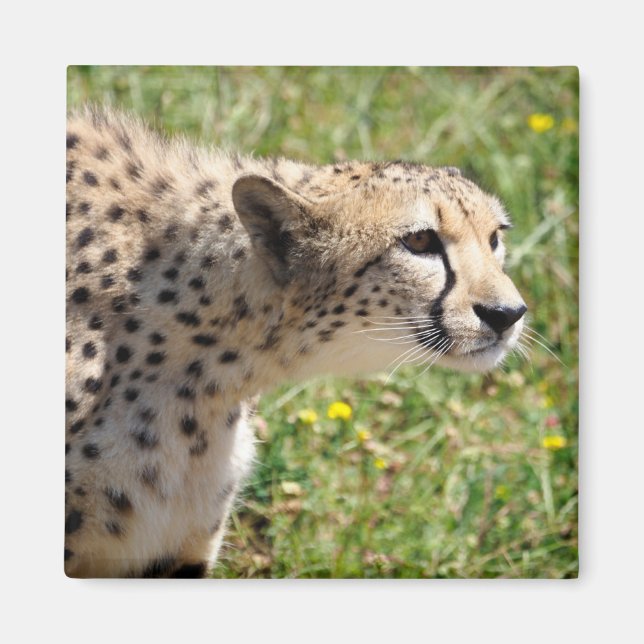 Porträtt i African Cheetah Magnet (Framsidan)